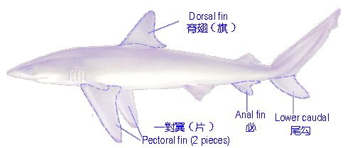 鱼翅基本上以鲨鱼的身体部分分类:片,只,勾 金山鱼翅进口后,先要分翅